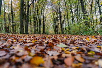 A walk through the Duisburg city forest in autumn
