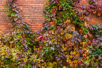 Background photo of an old red brick wall with colorful autumn leaves
