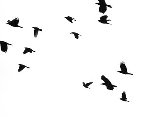 black silhouettes of flying birds