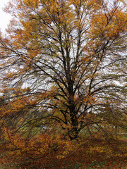 Obraz premium Hêtre lacinié à feuilles de fougère - Fagus sylvatica 'Asplenifolia' - Haut arbre au port globulaire aux feuillage remarquable aux couleurs d'automne