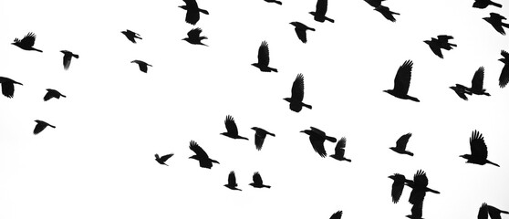 Obraz na płótnie Canvas black silhouettes of flying birds