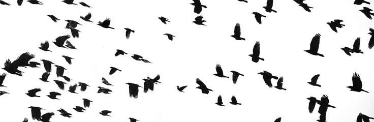 black silhouettes of flying birds