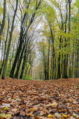 A walk through the Duisburg city forest in autumn