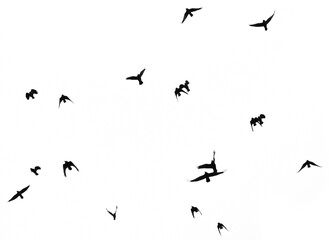 black silhouettes of flying birds