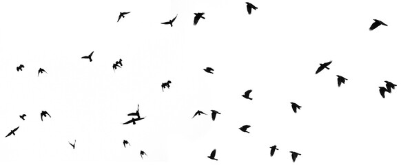 black silhouettes of flying birds