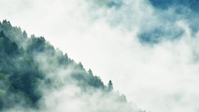 Dramatic misty mountains time-lapse outdoors with revealing white copy background. Mysterious changeable weather in woods concept