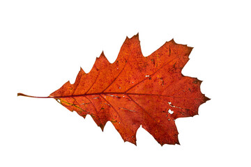 Mix of color autumn leaf on white background