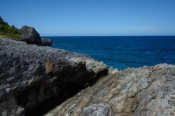 scene coastal wave beach with wildlife jungle
