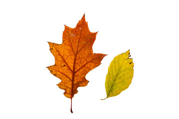 Mix of color autumn leaf on white background
