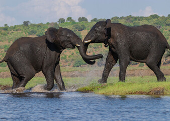 elephants playing in the water