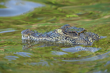 crocodile in the water