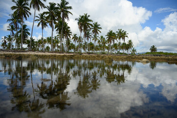 carribbean panorama on palms wood reflection trees on water mirrow