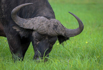 Buffalo eating grass