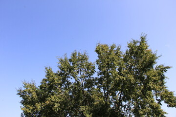青空に枝葉を伸ばす「アキニレ」