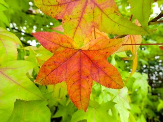 bright red leaf on a tree in the autumn