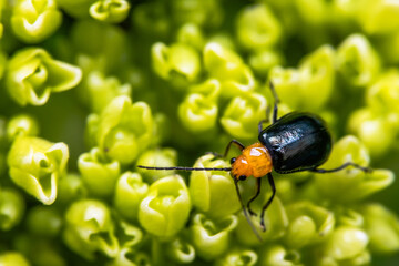 Flea beetle over several little leaves. Very sharp macro with all insect details