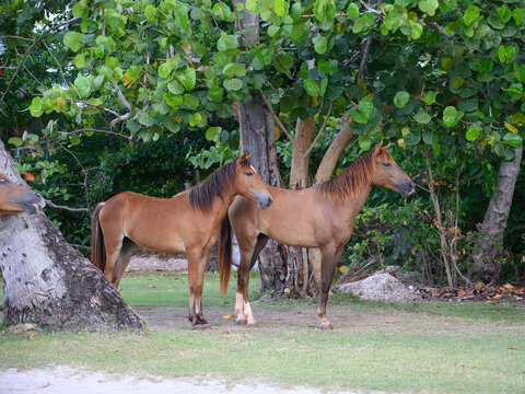 brown horses in meadow in wild nature