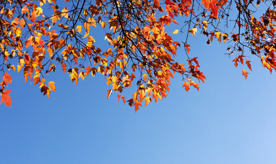 Fototapeta na wymiar autumn leaves against blue sky