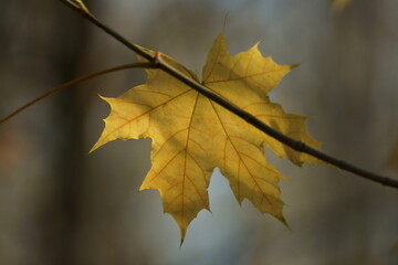 autumn maple leaves