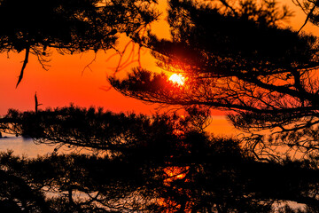 Far Eastern Marine Reserve. The rising sun glares through the branches of coniferous trees.