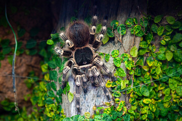 Vogelspinne im Terarium © Harlekin-Graphics