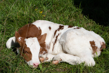 Calf in the grass