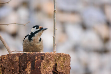 Naklejka premium 08.11.2021, GER, Bayern, Passau: Buntspecht an einem toten Baumstumpf im Garten.