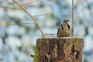 08.11.2021, GER, Bayern, Passau: Buntspecht an einem toten Baumstumpf im Garten.