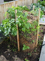A Potato Stack growing in a raised bed in the New Zealand Springtime. Modern Gardening Techniques