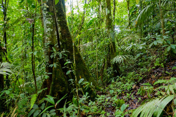 Interior of a tropical forest with many plants with large leaves growing around a thick tree trunk