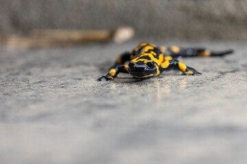 01.11.2021, GER, Bayern, Passau: Feuersalamander auf einem Weg