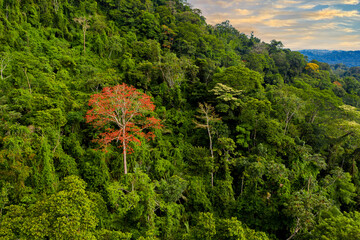 A flowering tropical tree with red flowers growing on a steep hill in a tropical forest with a beautiful cloudscape