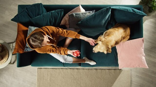 Woman playing with golden retriever top view. Trained dog catching ball. Happy domestic animal concept, best friends, female owner training puppy on sofa in living room, handler throwing toy, pet shop