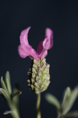 Flower blossom macro background lavandula stoechas family lamiaceae botanical high quality big size print