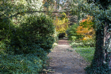 Discolored leaves of trees in an autumn alley