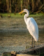 Great Egret