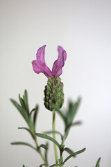 Flower blossom macro background lavandula stoechas family lamiaceae botanical high quality big size print