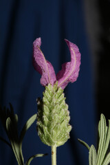 Flower blossom macro background lavandula stoechas family lamiaceae botanical high quality big size print