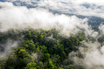Layers of fog are covering a cloudforest in Ecuador: the many species of trees visible in the tree canopy below the fog