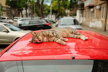Tabby cat lies and sleeps on a red car © Екатерина Бучинская