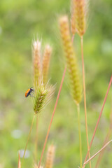 Ladybug on wheat grass