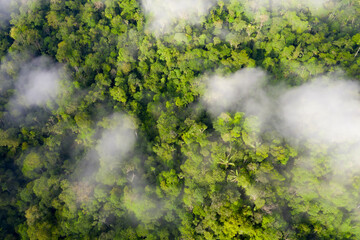 Aerial top view of rainforest with fog: the tree canopy of a tropical forest from above shows the diversity present in the Amazon forest