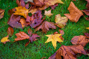 colorful tree leaves on the meadow in the park after the rain