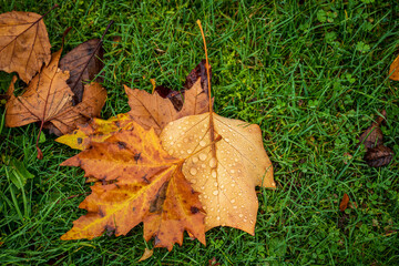 colorful tree leaves on the meadow in the park after the rain