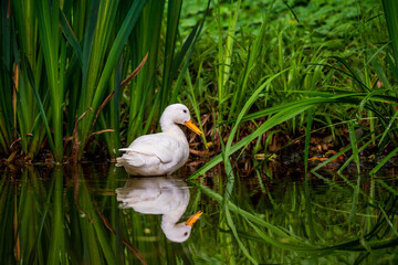 a white swimming duck on the lake
