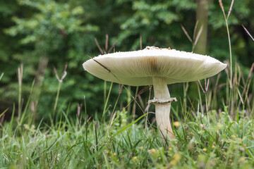 Wild brown mushroom growing in the grass, close-up