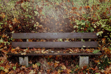 bench in autumn