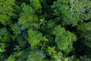 Naklejka premium Palm trees visible in the canopy of a tropical forest due to the large distinct palm tree leaves seen from above