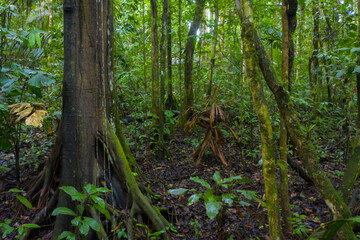 Fototapeta na wymiar Interior of a tropical forest showing beautiful tree trunks, leaves and lianas: rainforest harbouring a rich diversity of tree species