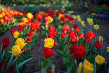 Obraz premium field of tulips